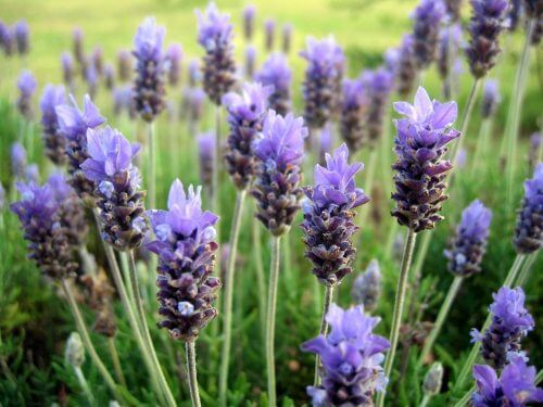 Duftpflanzen: Lavendel