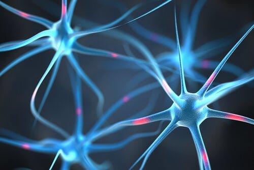 das Fett schützt die Neuronen