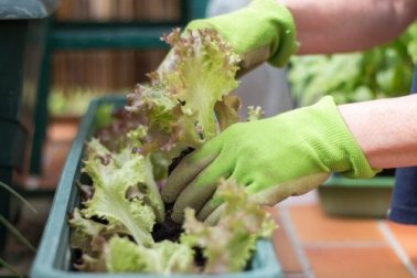 Tipps für einen Stadtgarten auf kleinem Raum