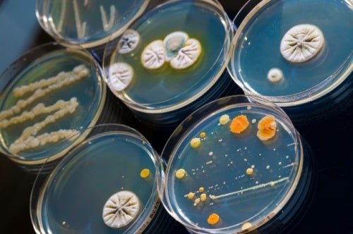 Antimikrobielle Arzneimittel: Klassifizierung nach der Art der zu bekämpfenden Mikroorganismen