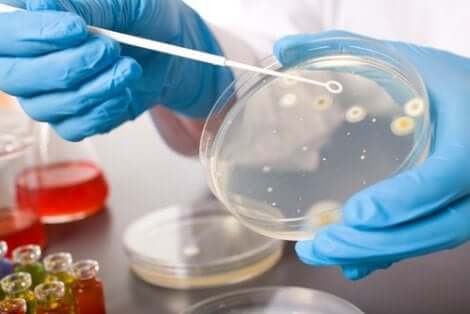 Antimikrobielle Arzneimittel: Klassifizierung nach der Art der zu bekämpfenden Mikroorganismen