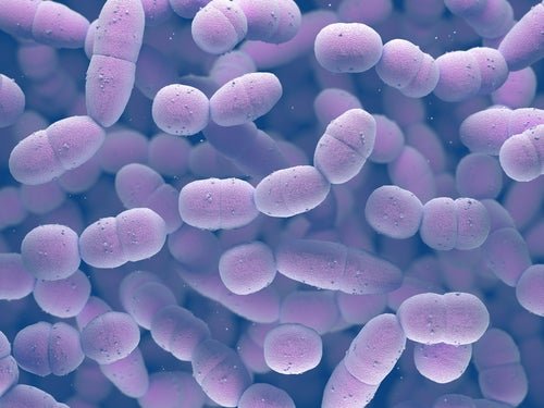 B-Streptokokken-Screening während der Schwangerschaft