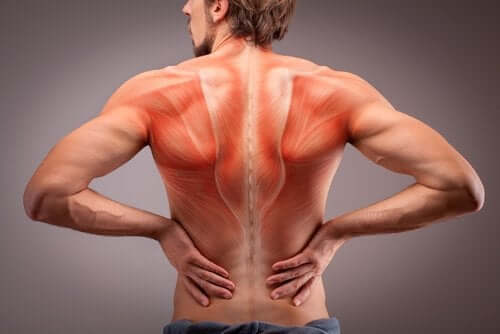 Anatomie der Rückenmuskulatur