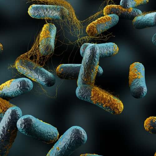 Bakteriee Clostridium botulinum