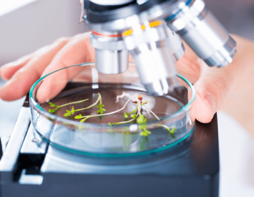 Phytotherapie als Ressource für neue Behandlungen
