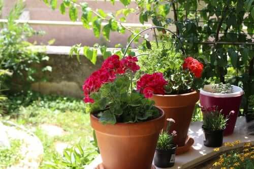 Sommerblumen: 6 Ideen für deinen Garten