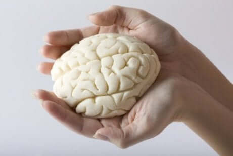 Wissenswertes über den Aufbau der Gehirnlappen
