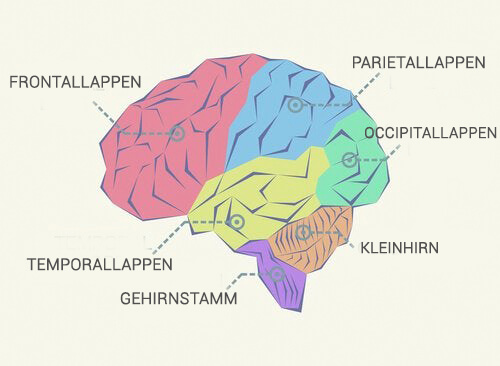 Aufbau des Gehirns: die Gehirnlappen