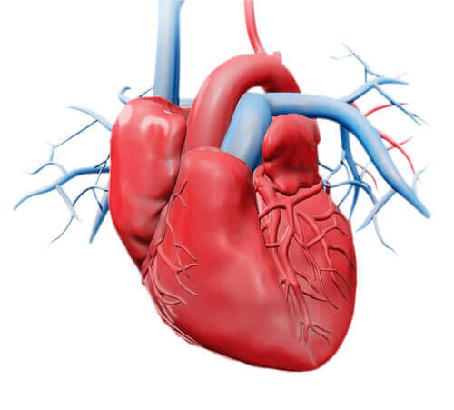 Aufbau und Funktionsweise des Herzens: die Herzklappen