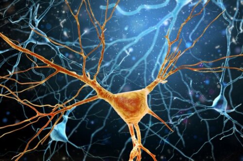 Wie funktioniert die Neurogenese?