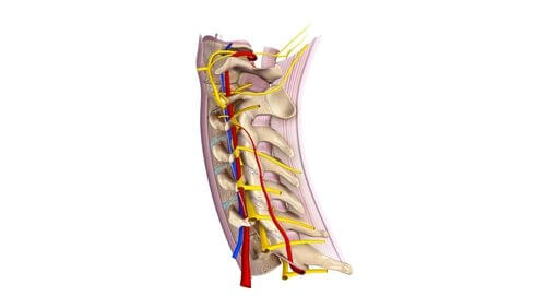 Erfahre Interessantes über die zervikalen Spinalnerven