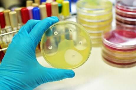 Wie wirkt Ampicillin auf den Organismus?