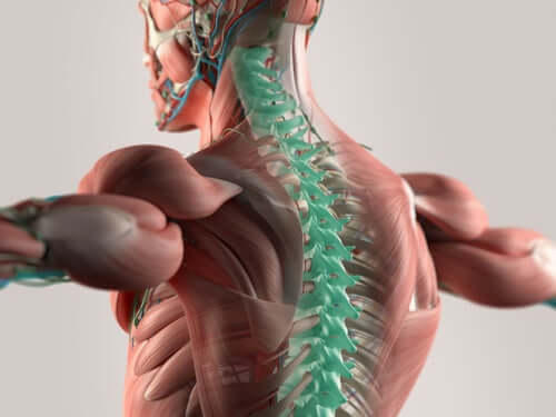 Eigenschaften der zervikalen Spinalnerven