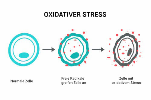 oxidativer Stress