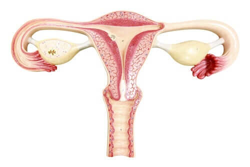 Sterilisation