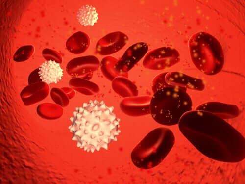 Immunsystem des Körpers