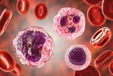 Monozyten: Was bedeuten erhöhte Werte im Blut?