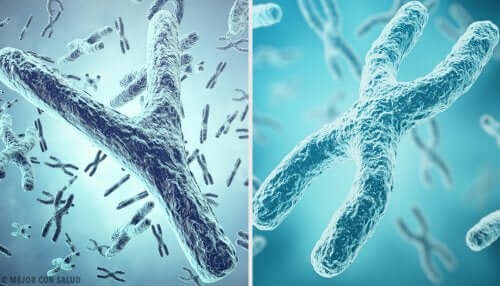 Geschlecht Chromosom