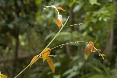 Katzenkralle gegen rheumatoide Arthritis