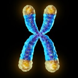 Telomere - was ist das?