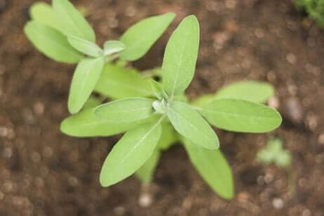 Salbei, eine der besten Arzneipflanzen
