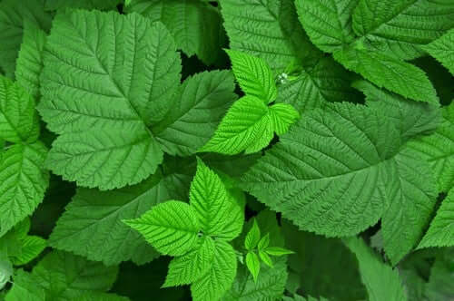 Zu den besten Arzneipflanzen zählen auch Himbeerblätter