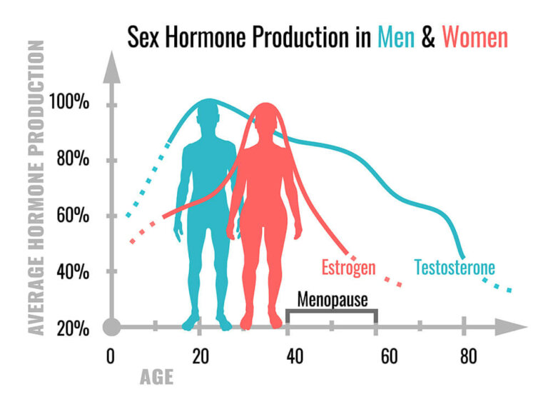 Die Funktionen der Sexualhormone