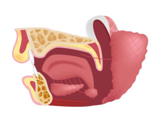 Die Unterkieferspeicheldrüsen: Wozu sind sie da?