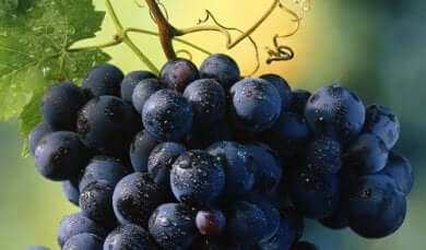 Weintrauben und Körpergewicht