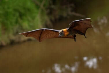 Fledermaus: Ursprung des Coronavirus?