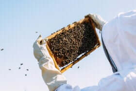 Bienenprodukt Gelée Royale
