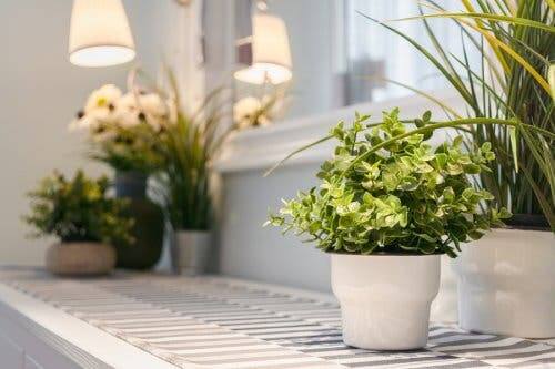 Tipps zur richtigen Pflege von Zimmerpflanzen