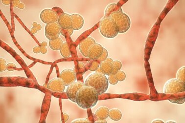 Candida auris: Alles, was du wissen solltest