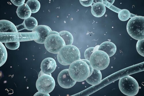 Candida auris und Candida candidiasis