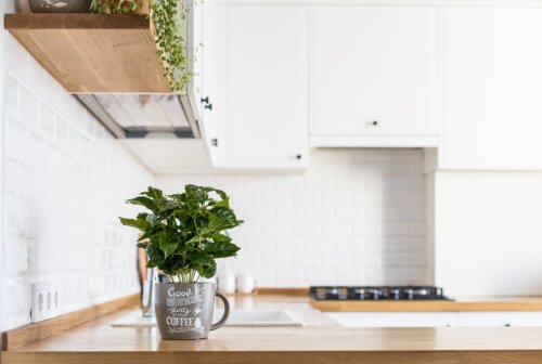 Küchenkräuter richtig pflegen: hilfreiche Tipps
