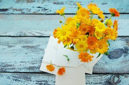Ringelblume zur Behandlung eines Gerstenkorns