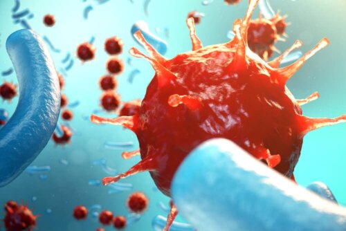 das Immunsystem bekämpft Viren