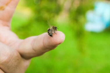 Bienenstiche richtig behandeln