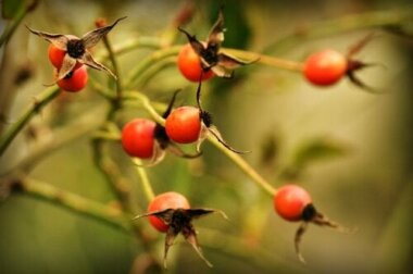 Hagebuttentee und seine gesundheitlichen Vorteile
