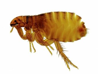 Was ist Tungiasis? Symptome und Behandlungsmöglichkeiten