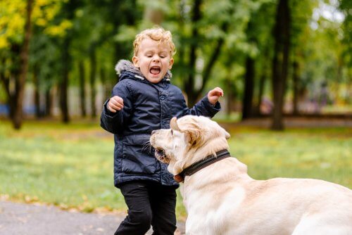 Angst vor Hunden