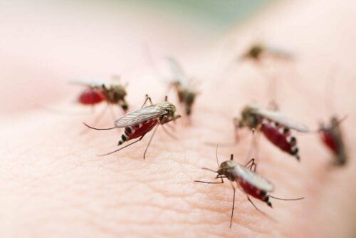 Reisekrankheiten: Malaria