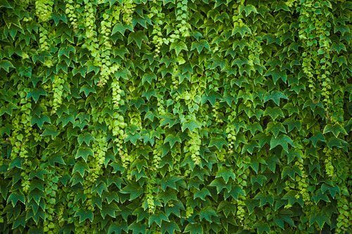 Was ist Hedera helix?