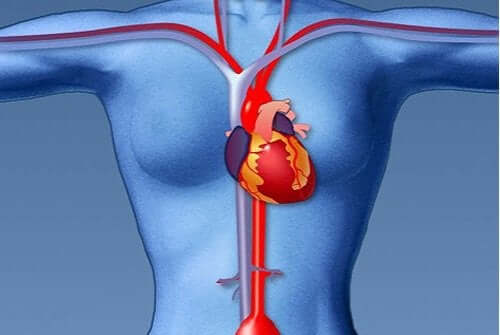 Herzinfarktsymptome - Herz