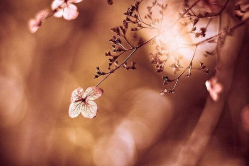 Erlaube dir - Bild einer Blume