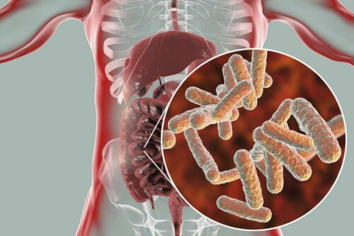Wie sieht die Zusammensetzung der normalen Mikrobiota aus?