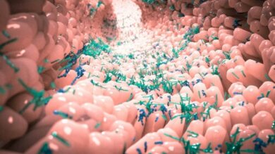 Die Mikrobiota: Ein eigenes "Ökosystem"