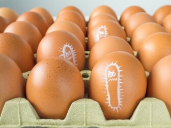 Warum kommt es im Sommer häufiger zu Salmonellose?