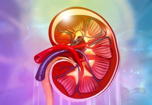 Die Nieren: Anatomie und Funktionen