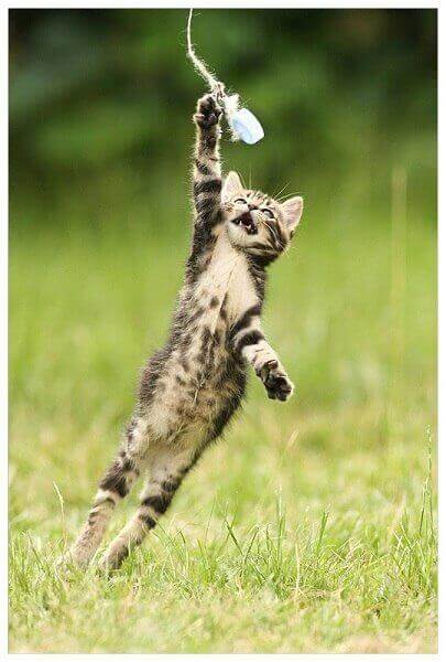 resilient sein - spielende Katze